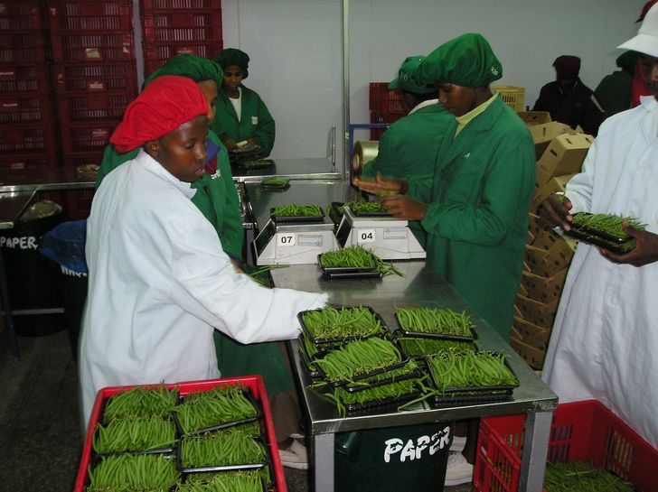 [Translate to Francais:] Mini Bohnen