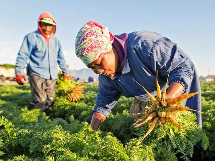 [Translate to Francais:] Baby carrots